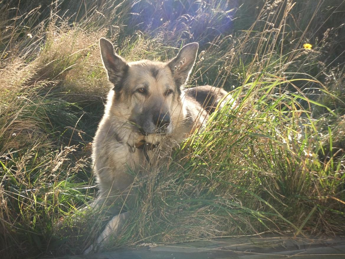 Schæferhund Yoda R.I.P - Smukke Yoda, 10½ år. Okt. 2012.  billede 17