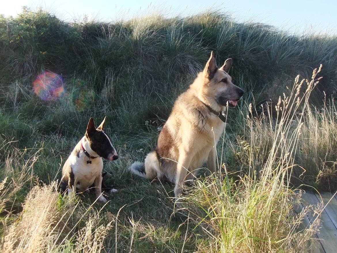 Schæferhund Yoda R.I.P billede 18