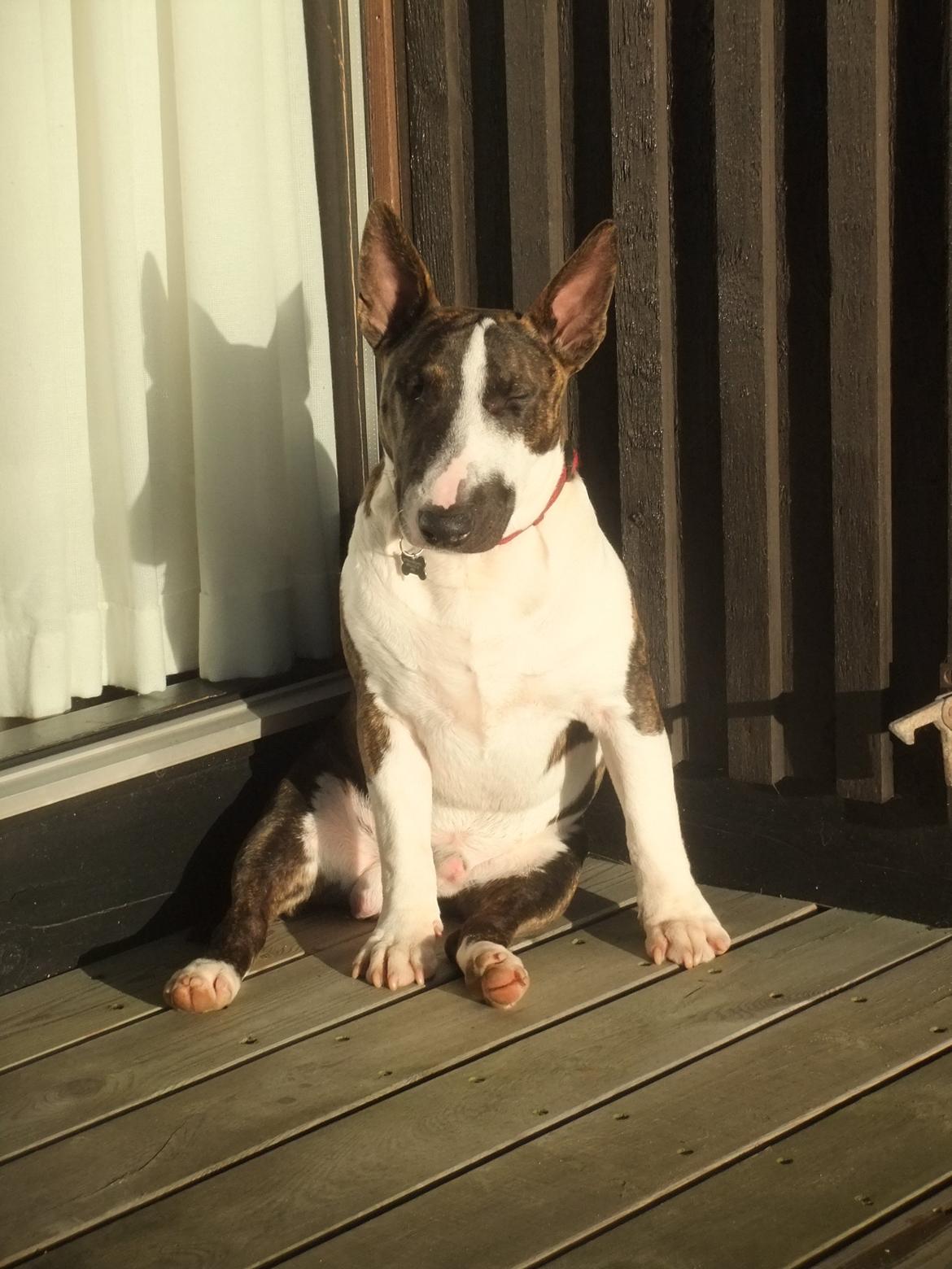 Bullterrier miniature Kenzo - Kenzo 9 mdr. Okt. 12. Sidder og nyder solen ;-)  billede 14