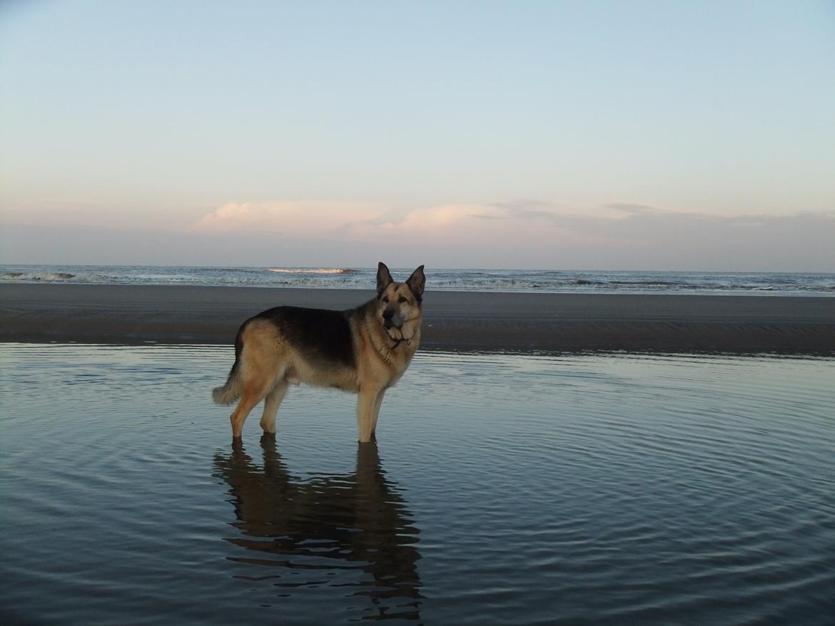 Schæferhund Yoda R.I.P - Glade vandhund ;-) Okt. 12.  billede 19