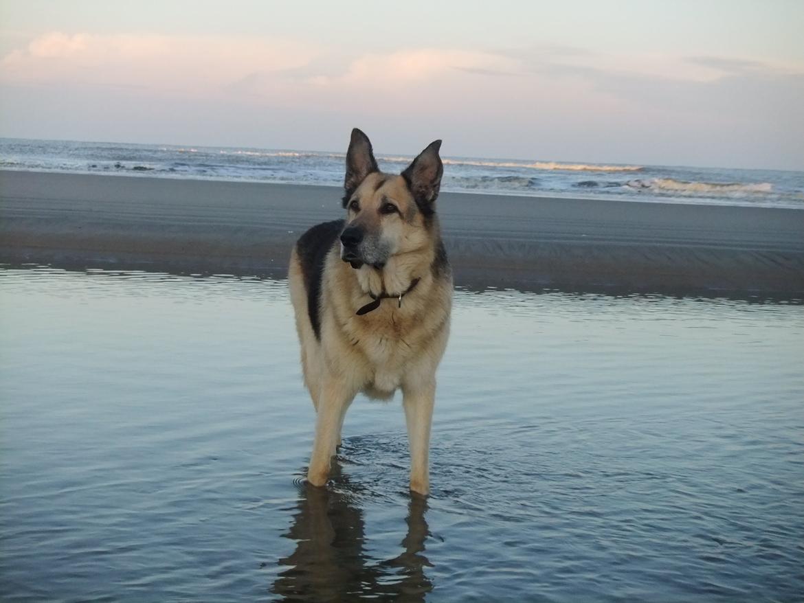 Schæferhund Yoda R.I.P - Efterår 12.  billede 20