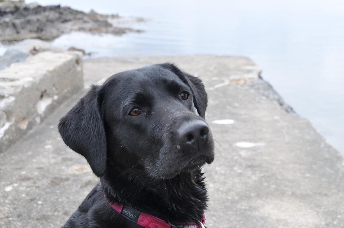 Labrador retriever Freja billede 1