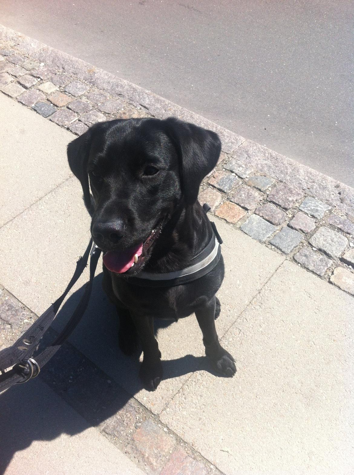 Labrador retriever Freja billede 5