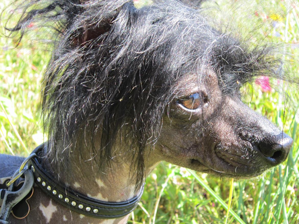 Chinese crested hårløs Calle billede 38