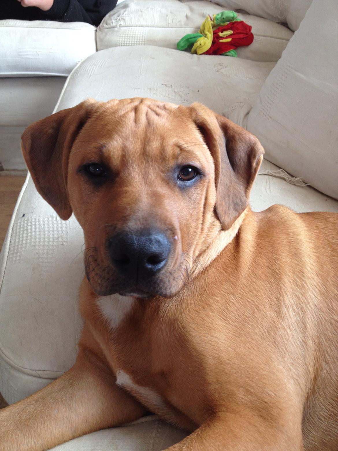 Blanding af racer Charlie billede 1