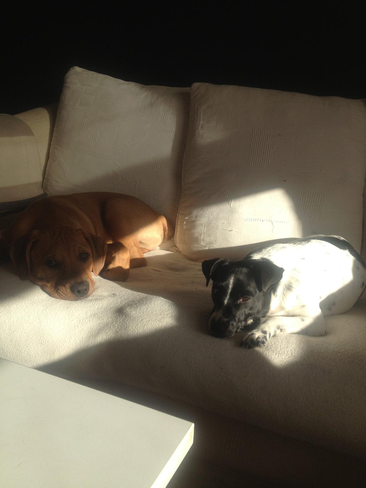 Blanding af racer Charlie billede 2