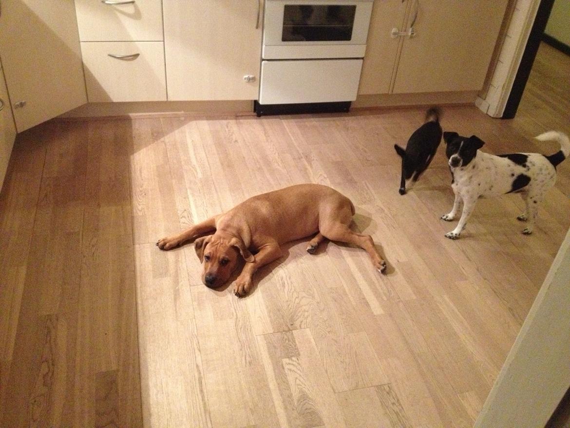 Blanding af racer Charlie billede 3