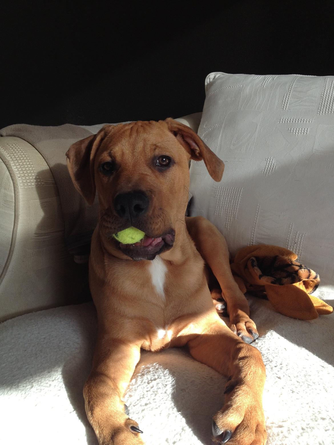 Blanding af racer Charlie billede 4