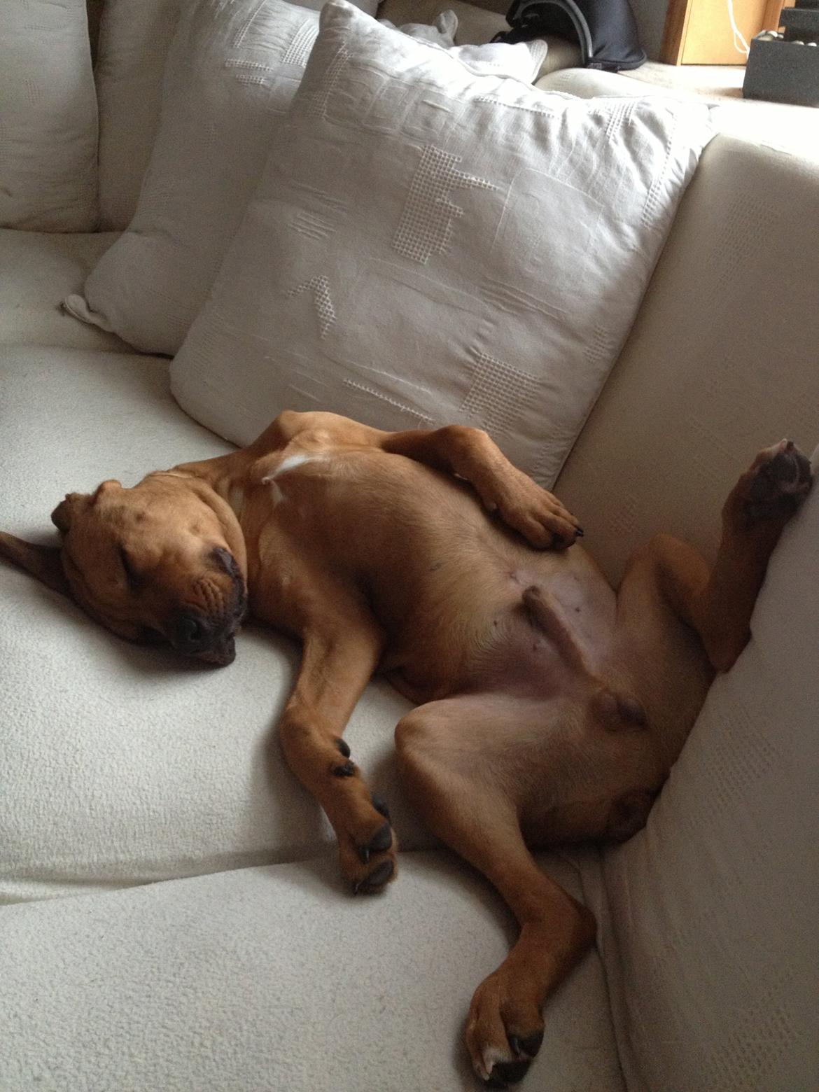 Blanding af racer Charlie billede 5