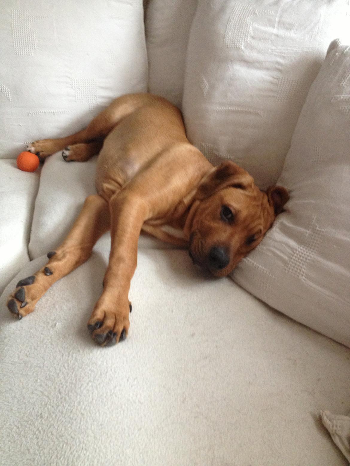 Blanding af racer Charlie billede 6