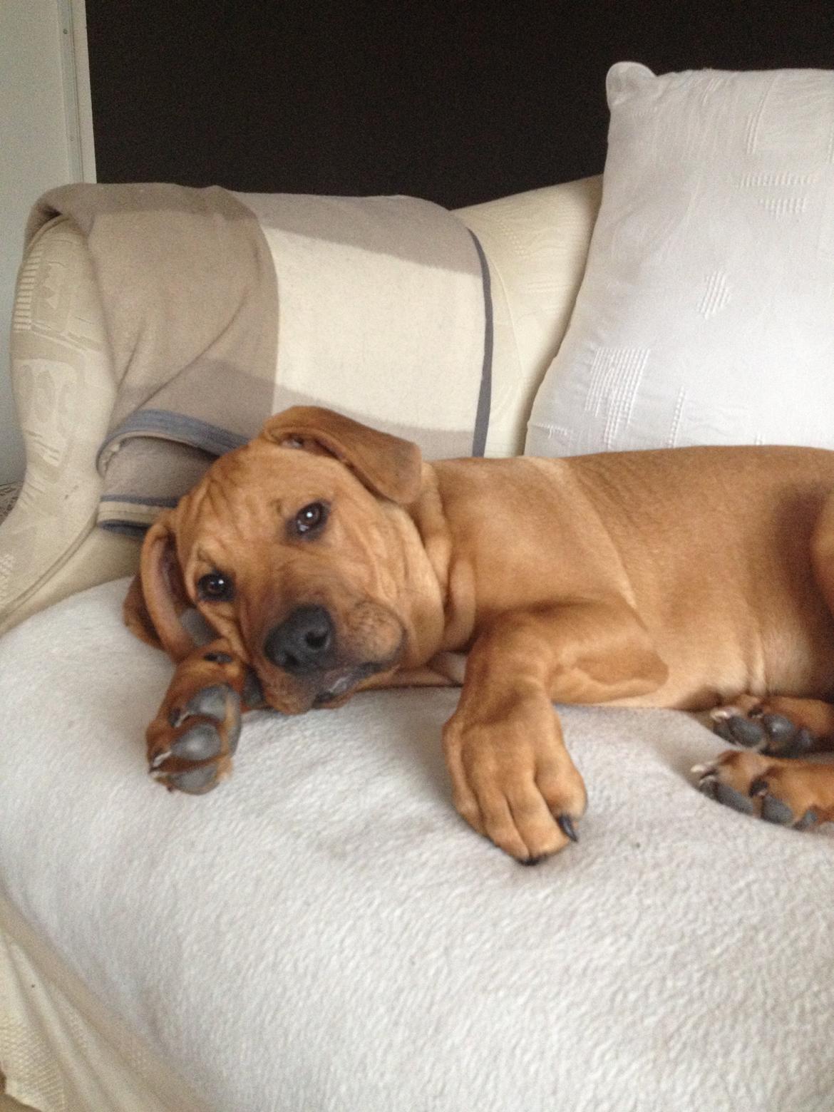 Blanding af racer Charlie billede 7