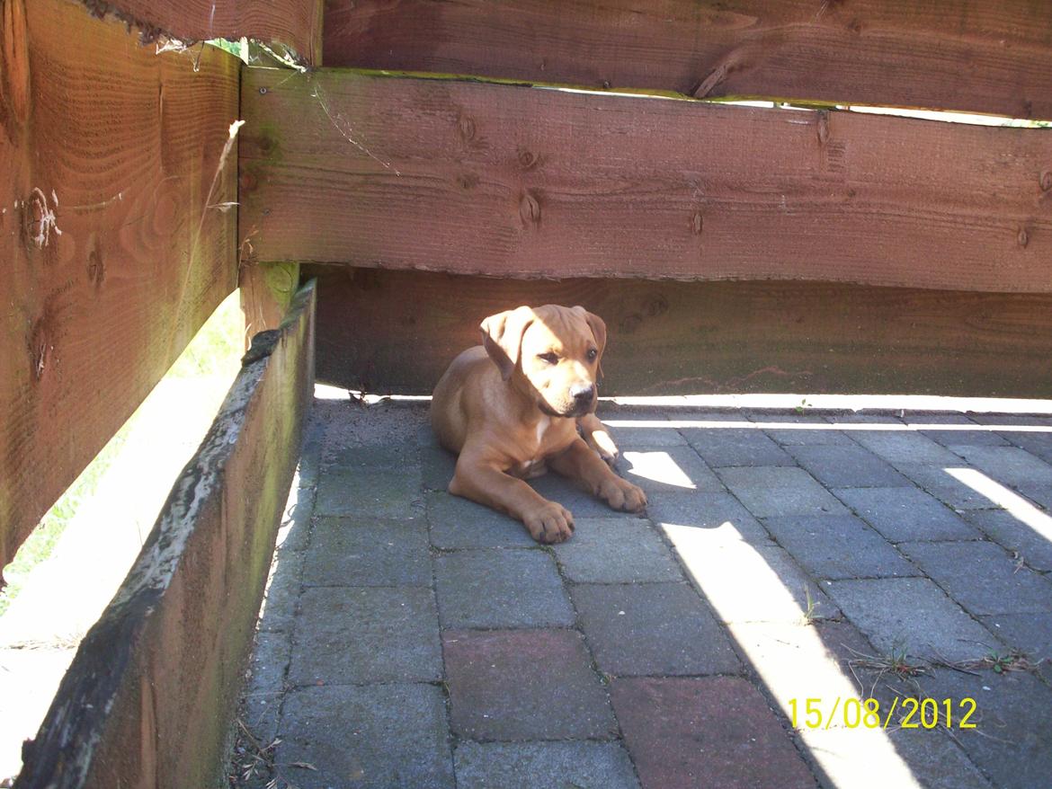 Blanding af racer Charlie billede 8