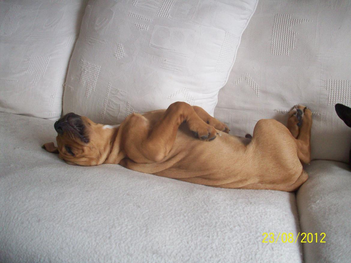 Blanding af racer Charlie billede 9