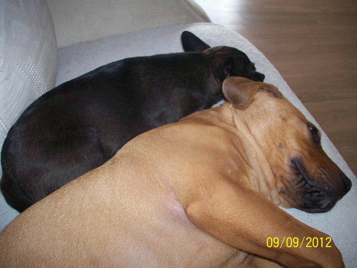 Blanding af racer Charlie billede 10