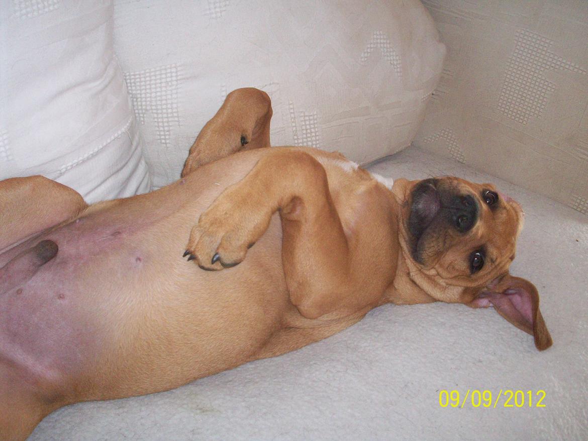 Blanding af racer Charlie billede 11