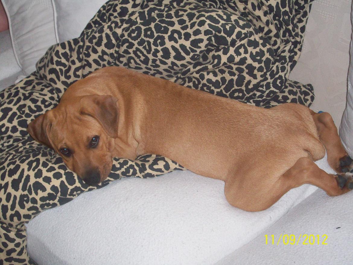 Blanding af racer Charlie billede 12