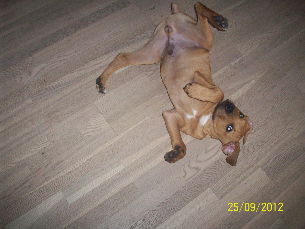 Blanding af racer Charlie billede 13