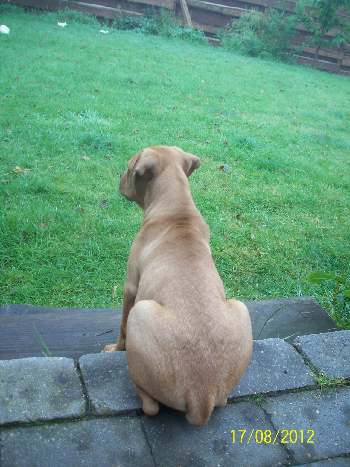 Blanding af racer Charlie billede 14