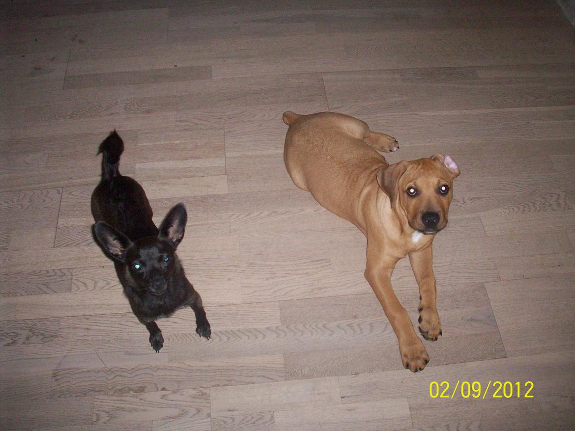 Blanding af racer Charlie billede 15