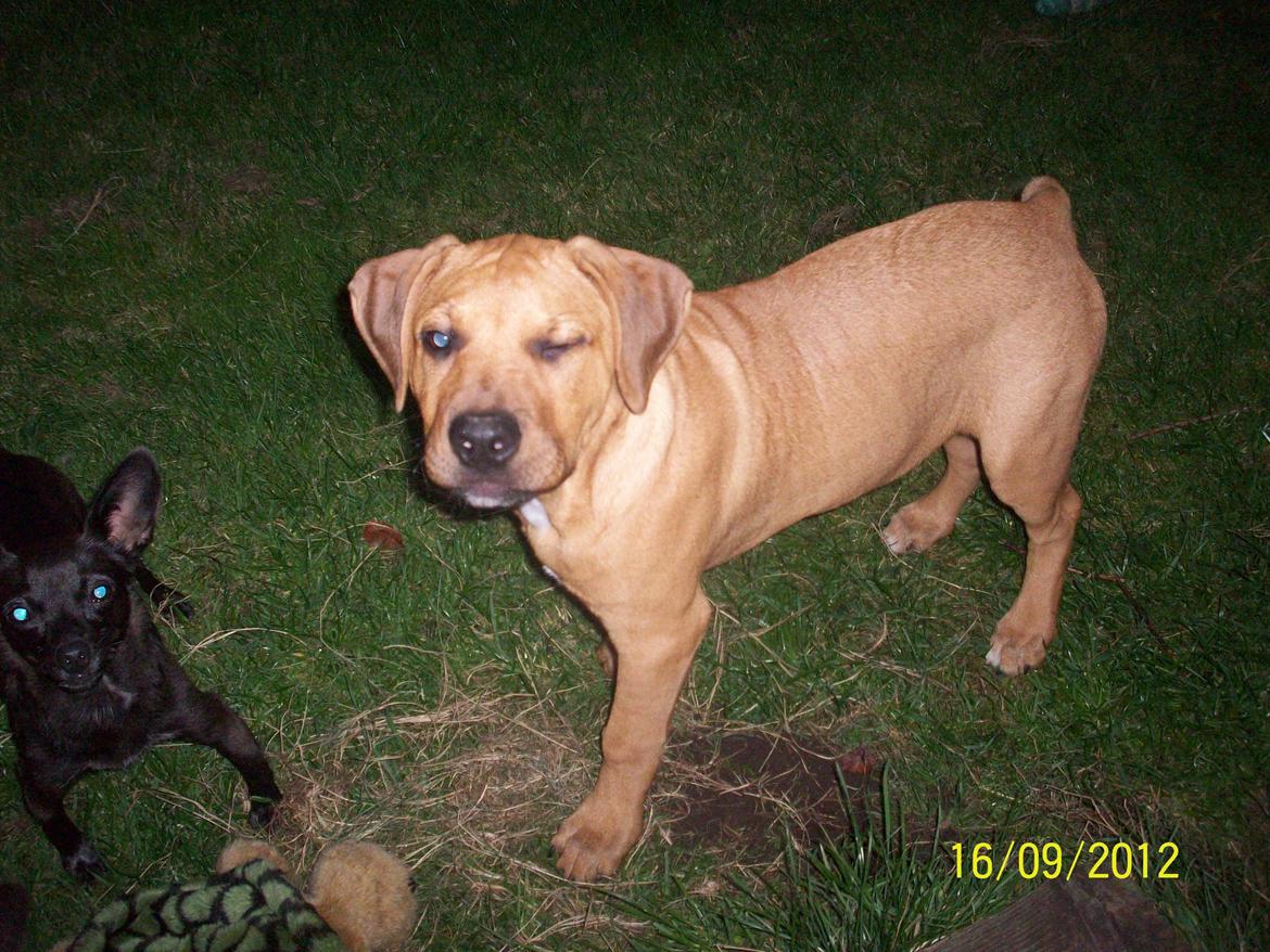 Blanding af racer Charlie billede 16