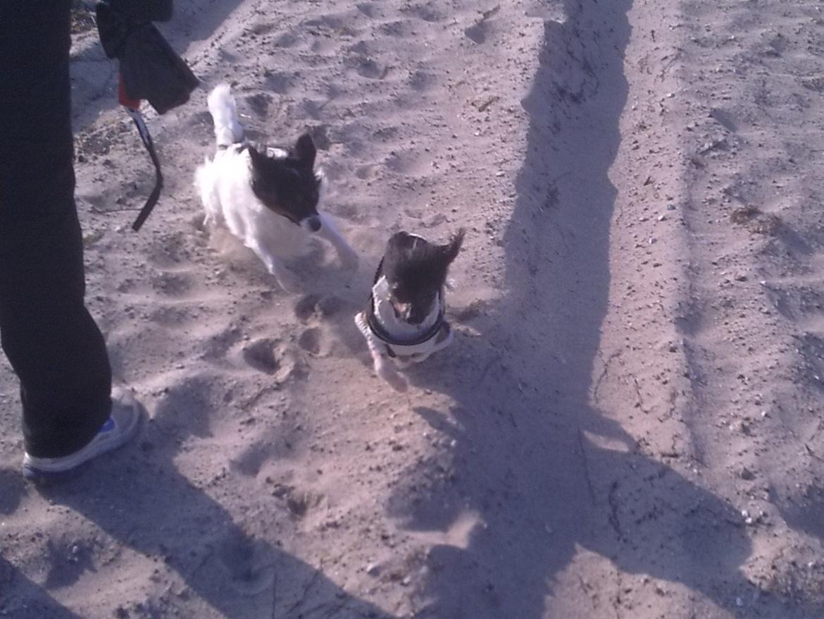 Chinese crested hårløs Calle - Dejlig dag på stranden med Bimse. Vinter 2011 billede 46