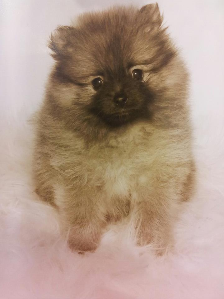 Pomeranian panuu billede 3