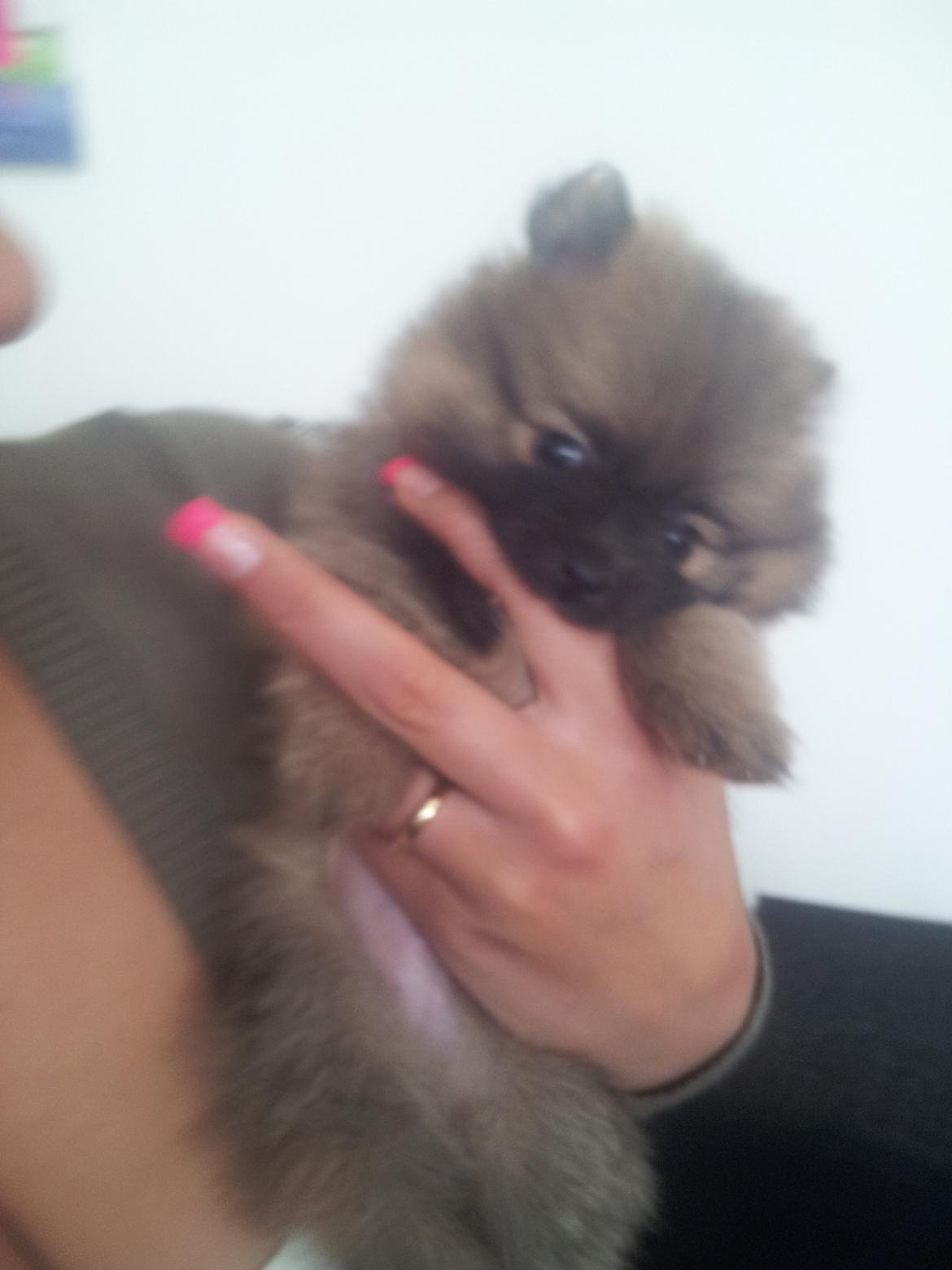 Pomeranian panuu billede 4