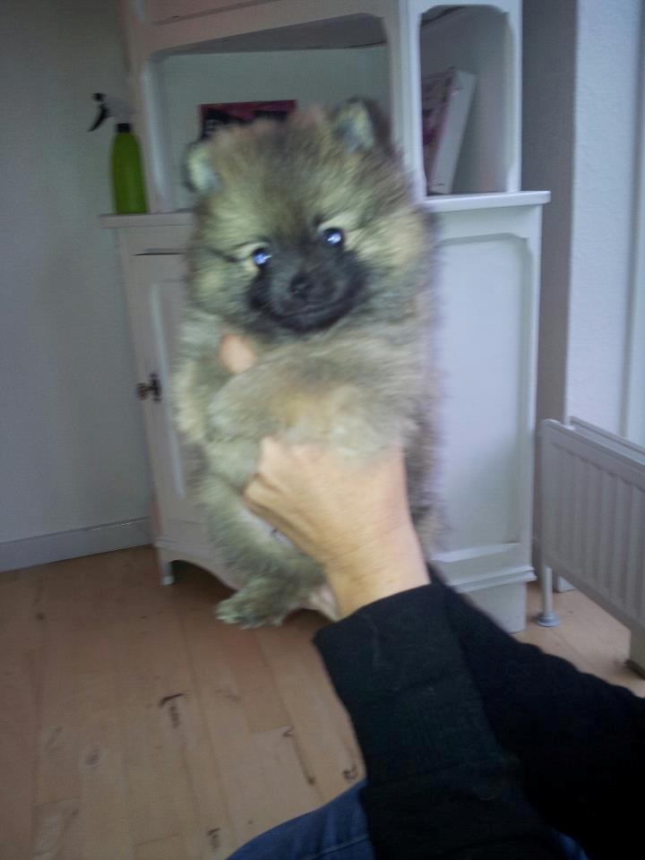 Pomeranian panuu billede 5
