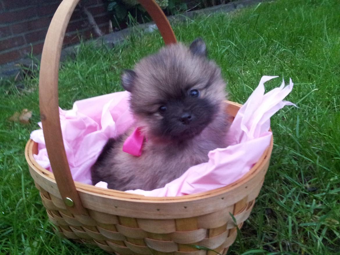 Pomeranian panuu billede 7