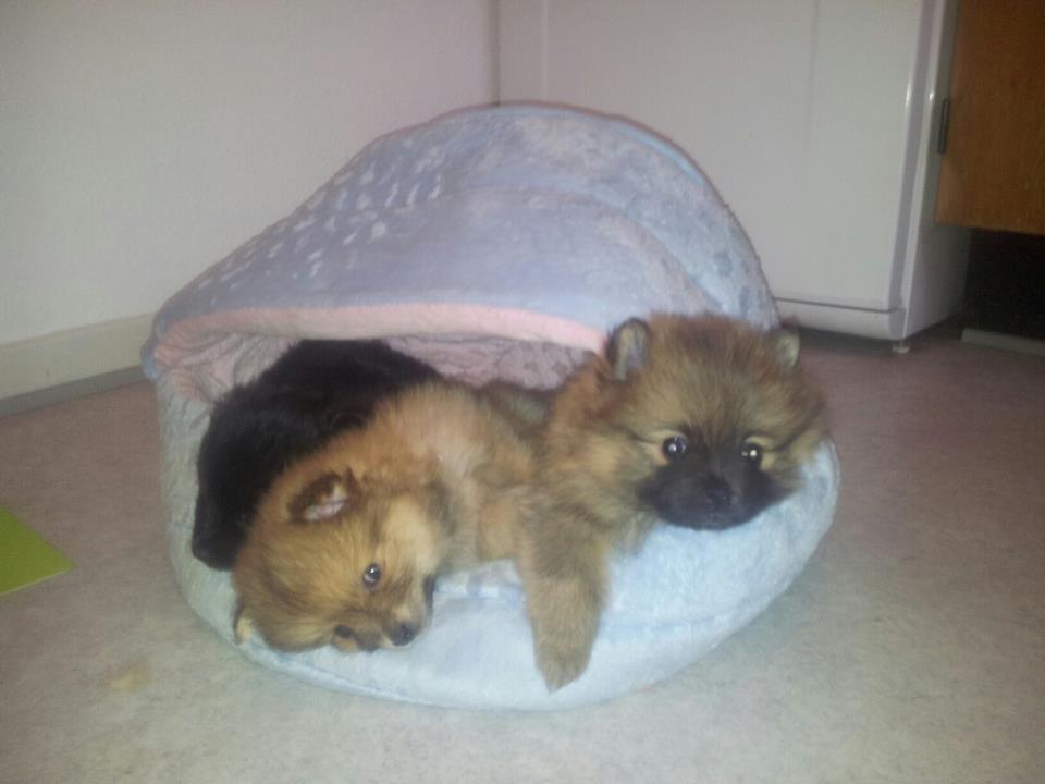 Pomeranian panuu billede 8