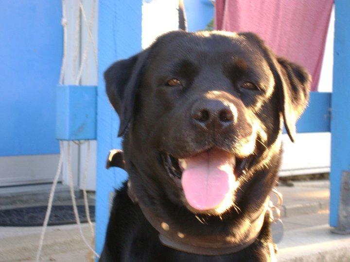 Labrador retriever valter billede 1