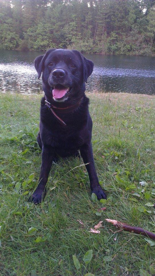 Labrador retriever valter billede 2