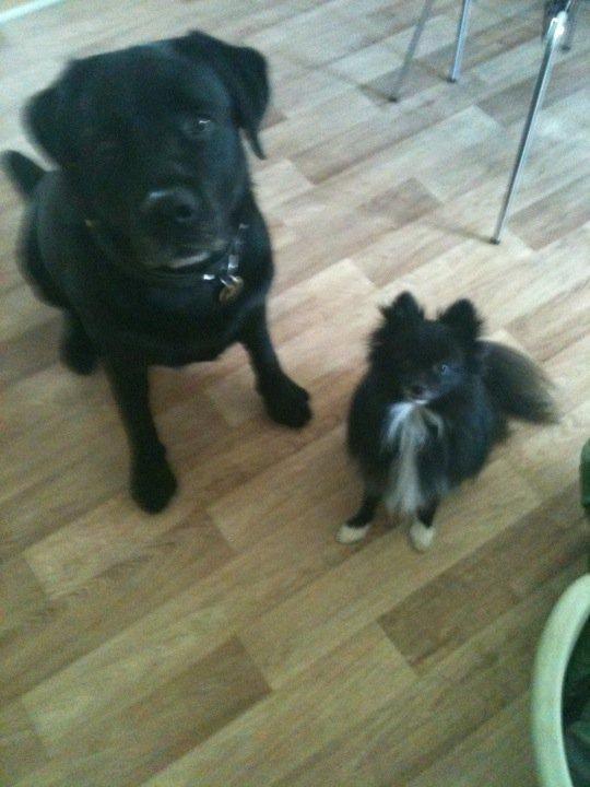 Labrador retriever valter billede 3