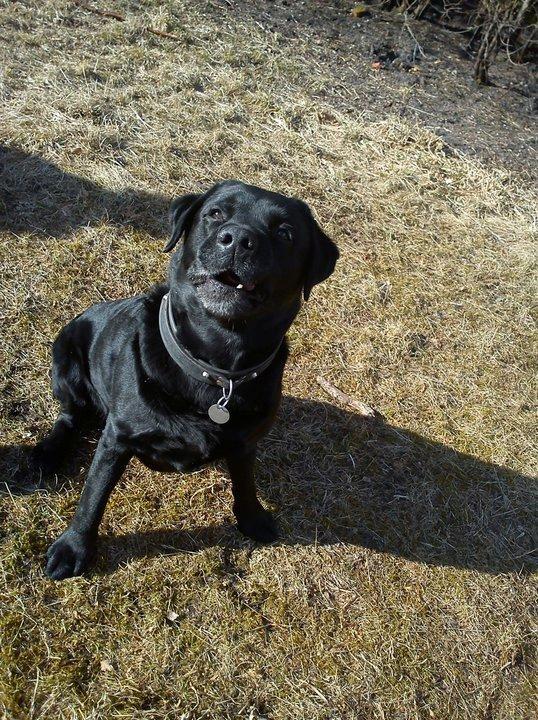 Labrador retriever valter billede 4