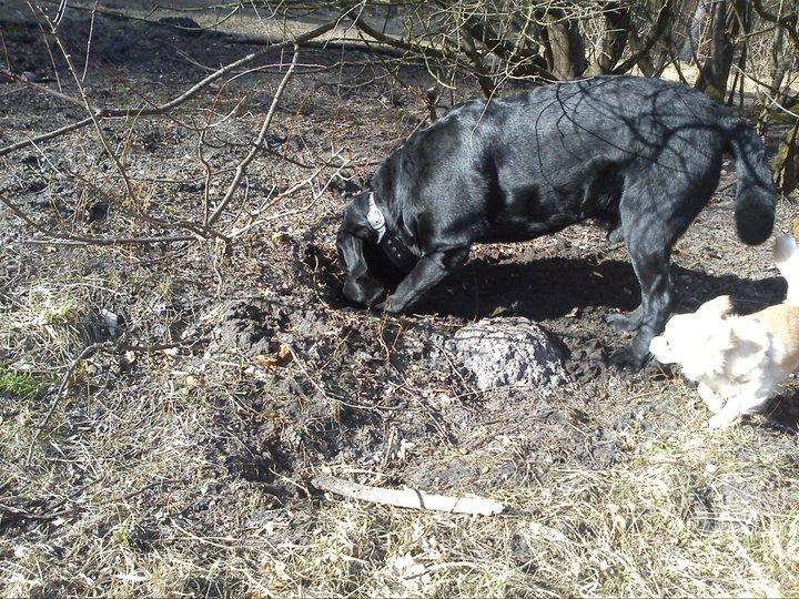 Labrador retriever valter billede 5