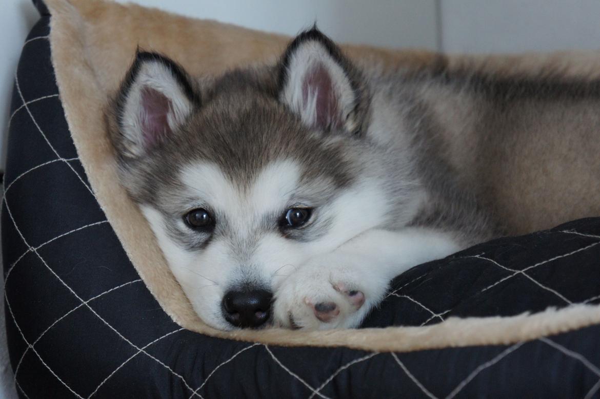 Alaskan malamute Wapi (Apache - Lucky) - Lille og bange billede 1