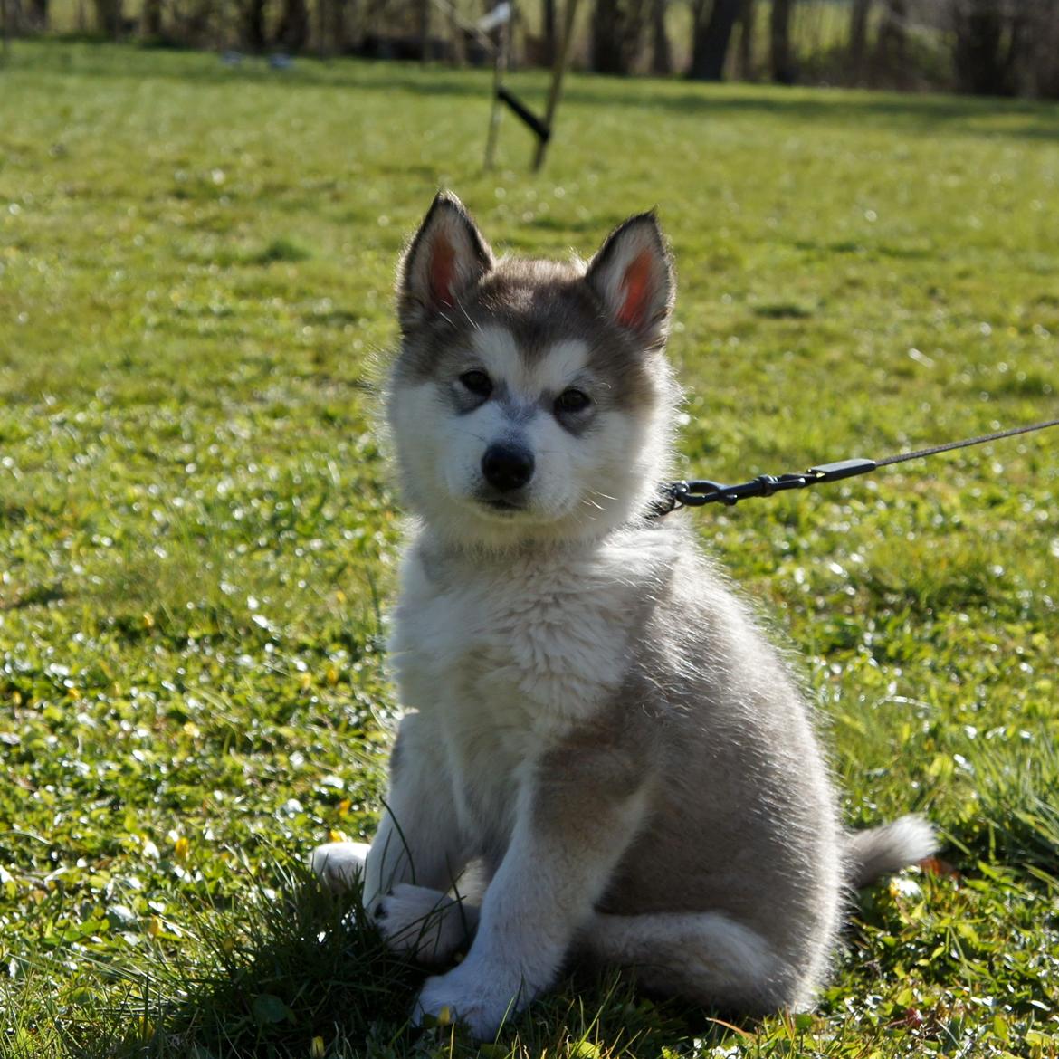 Alaskan malamute Wapi (Apache - Lucky) - Hvem siger jeg er tyk? billede 3