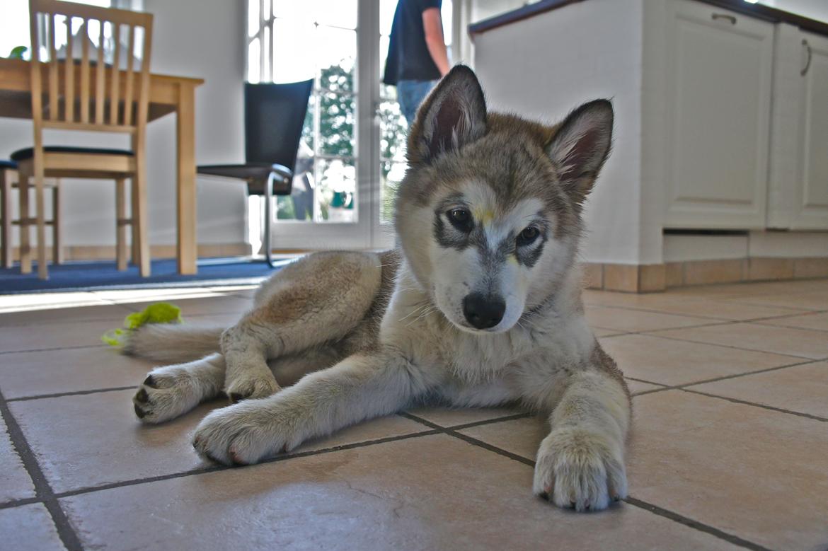 Alaskan malamute Wapi (Apache - Lucky) - Efter at have pløjet mælkebøtter i haven billede 4