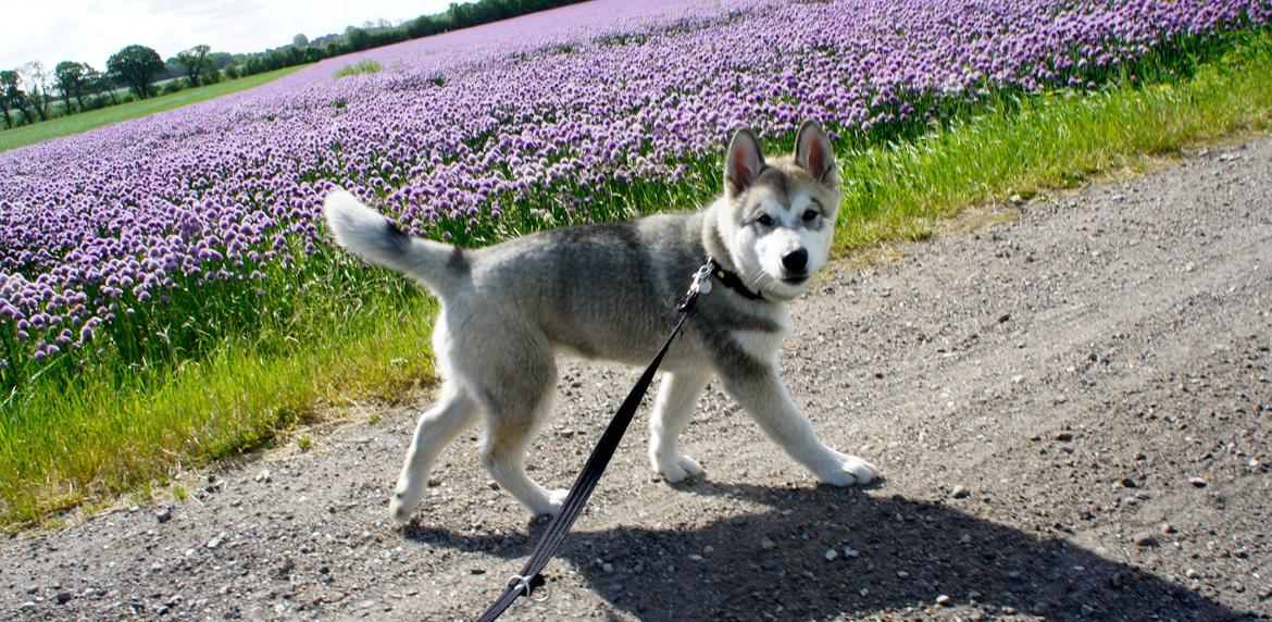 Alaskan malamute Wapi (Apache - Lucky) billede 5