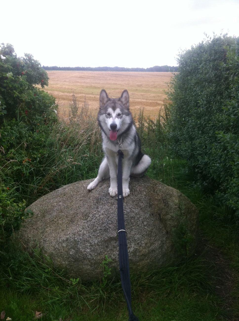 Alaskan malamute Wapi (Apache - Lucky) - I bedste havfruestil billede 7