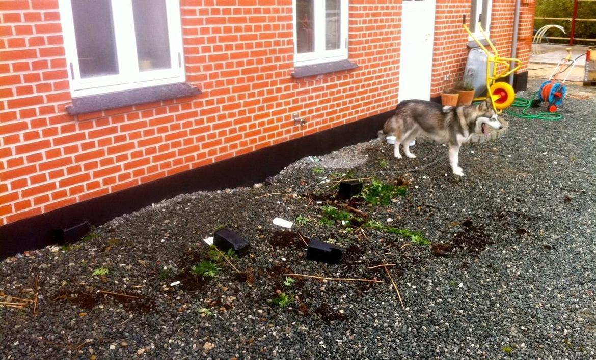 Alaskan malamute Wapi (Apache - Lucky) - Var de brombærplanter ikke til mig? billede 9