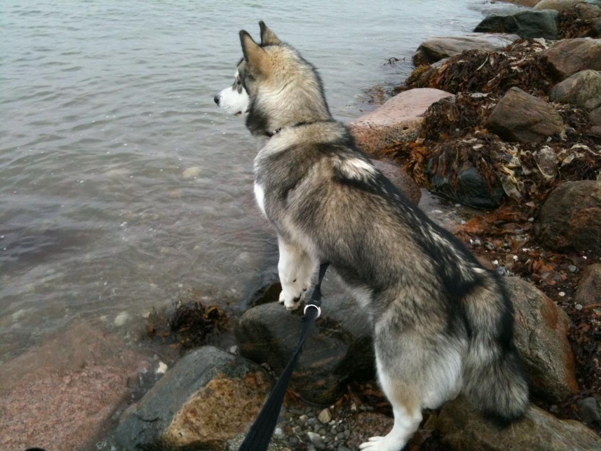 Alaskan malamute Wapi (Apache - Lucky) billede 10