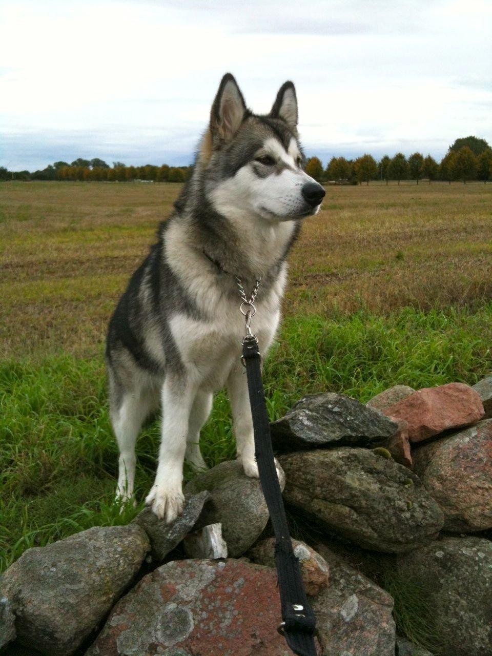 Alaskan malamute Wapi (Apache - Lucky) billede 11