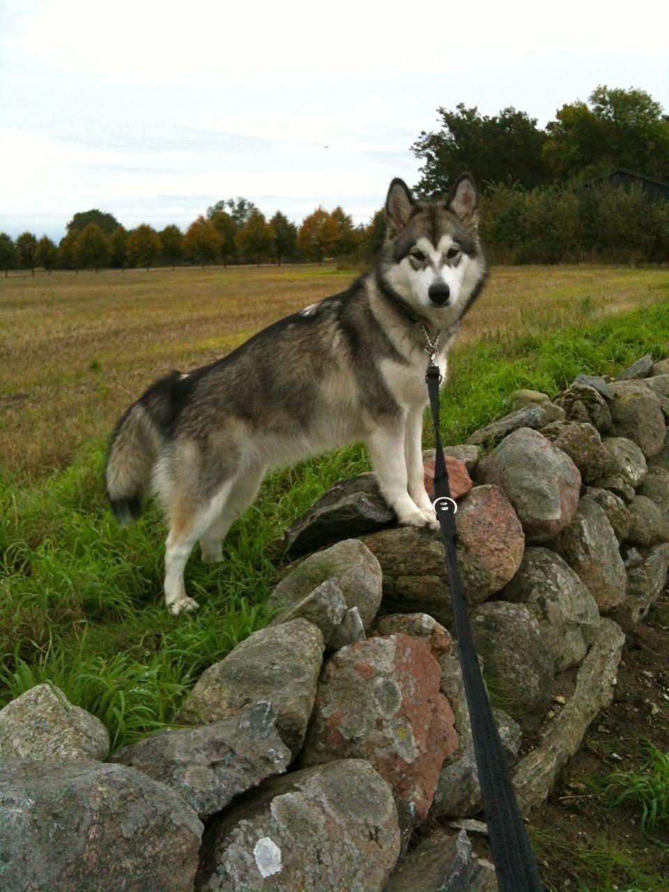 Alaskan malamute Wapi (Apache - Lucky) billede 12