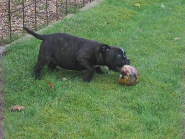 Olde english bulldogge Bodil - Jeg elsker bolde. Men gerne bolde der er større end mig selv! 8 uger billede 17