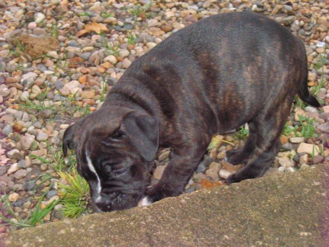 Olde english bulldogge Bodil - Jeg udforsker mit min nye hundegård. 8 uger billede 15