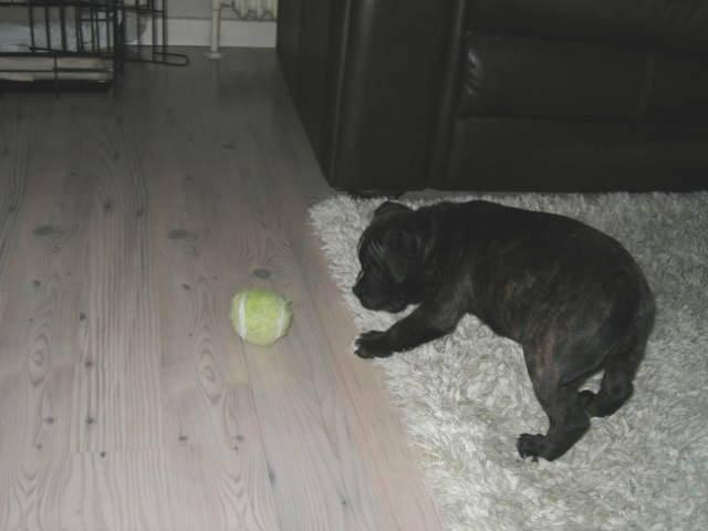 Olde english bulldogge Bodil - Jeg løber efter dig! 8 uger billede 19