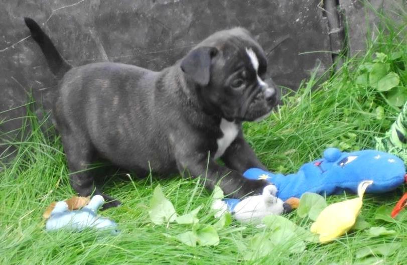 Olde english bulldogge Bodil - Farlig tigermis, som mor siger! 5 uger billede 21