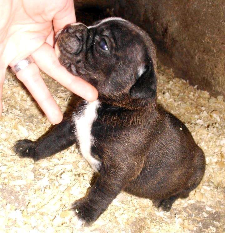 Olde english bulldogge Bodil - Ja, sød er jeg. 3 uger. billede 22