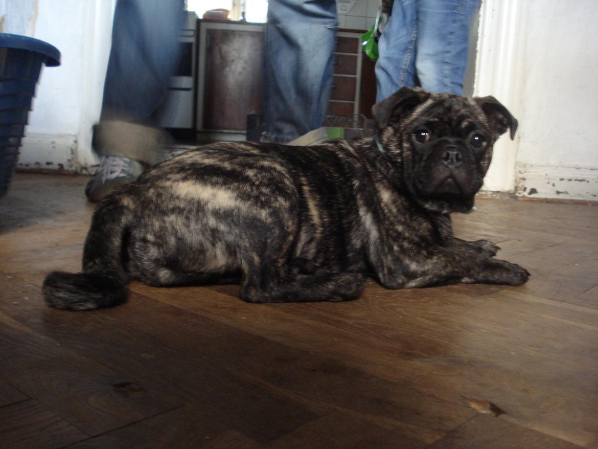 Blanding af racer Alma billede 1